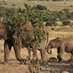 Travel African 150x150