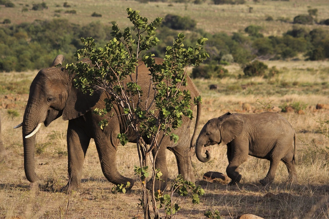 Petualangan Mendalami Kehidupan Gajah Liar di Afrika Travel African